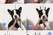 Boston Terrier puppies