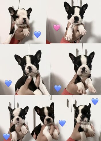 Boston Terrier puppies