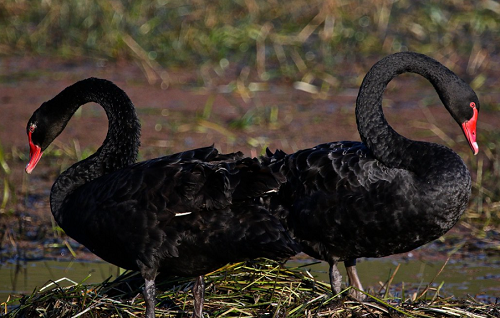 Swans and other waterfowls for Sale