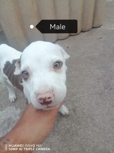 Pure breed pitbull puppies