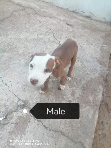 Pure breed pitbull puppies