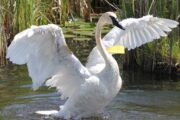 Swans and other waterfowls for Sale