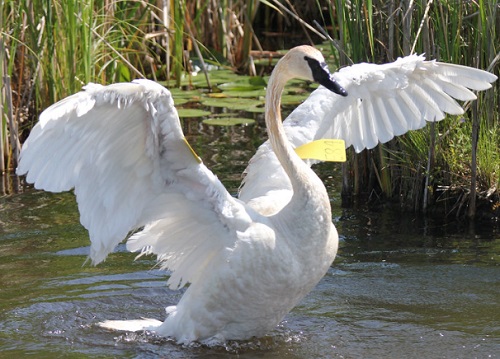 Swans and other waterfowls for Sale