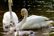 Swans and other waterfowls for Sale