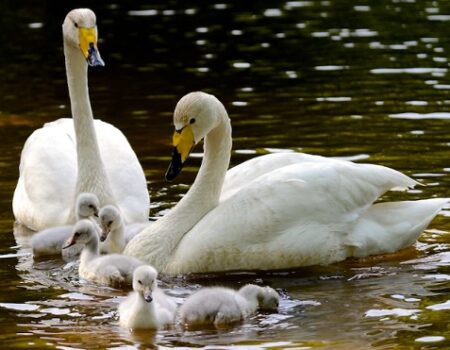 WHOOPER-SWANS-1