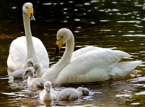 Swans and other waterfowls for Sale