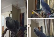 African Grey parrot