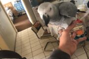 African Grey parrot