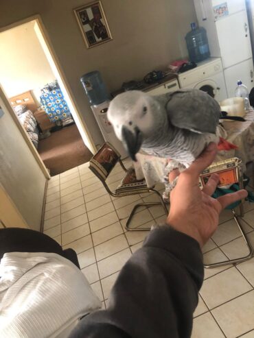 African Grey parrot