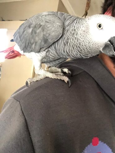 African Grey parrot