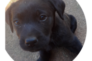 Labrador puppy’s