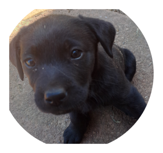 Labrador puppy’s