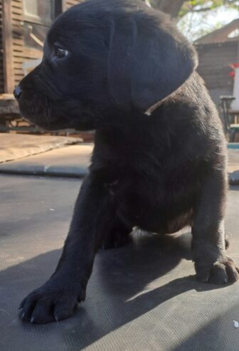 Labrador puppy’s