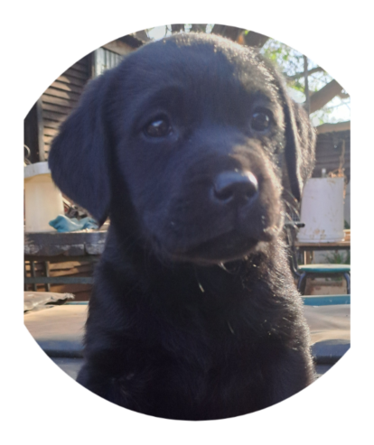 Labrador puppy’s