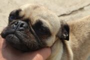 Adult Male and Female Pugs