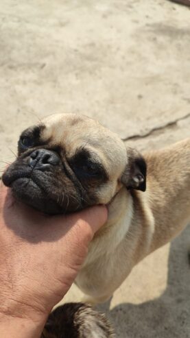 Adult Male and Female Pugs