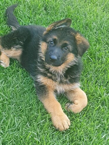 GERMAN SHEPHERD PUPPIES