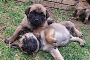 Bullmastiff puppies