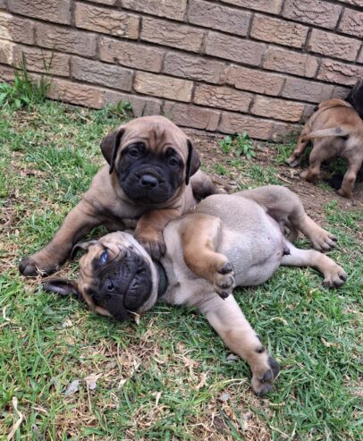 Bullmastiff puppies