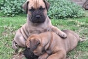 Bullmastiff puppies