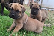 Bullmastiff puppies