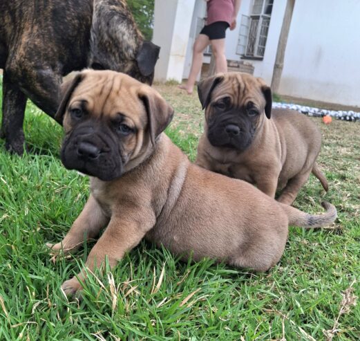 Bullmastiff puppies