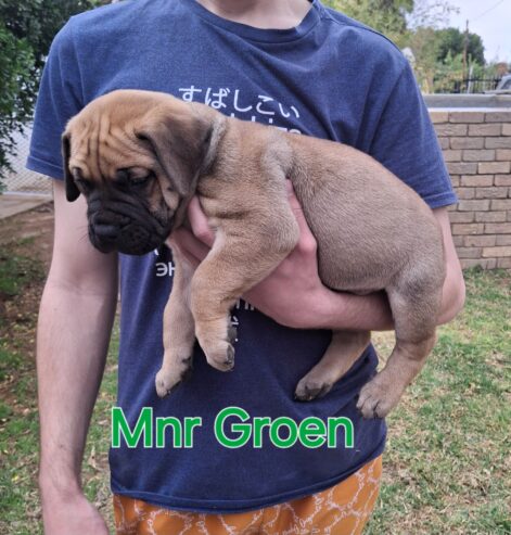 Bullmastiff puppies