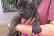 Bullmastiff puppies