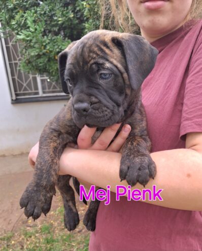 Bullmastiff puppies