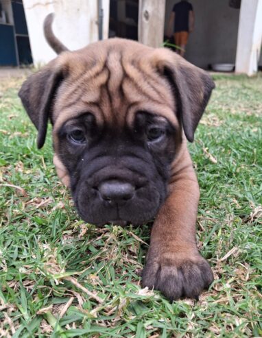 Bullmastiff puppies