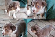 Border collie puppies Available