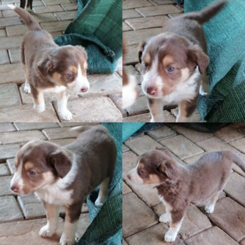 Border collie puppies Available