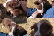 Border collie puppies Available