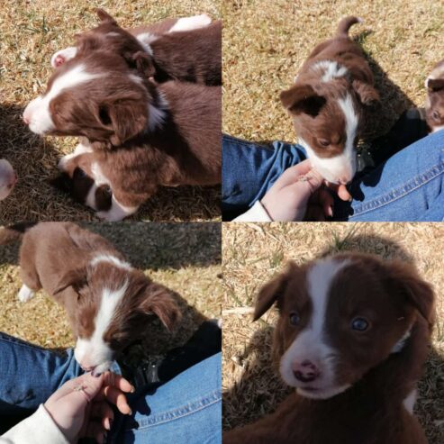 Border collie puppies Available