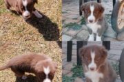 Border collie puppies Available