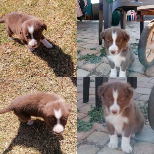 Border collie puppies Available