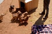 Pedigree Boerboel Puppies for sale