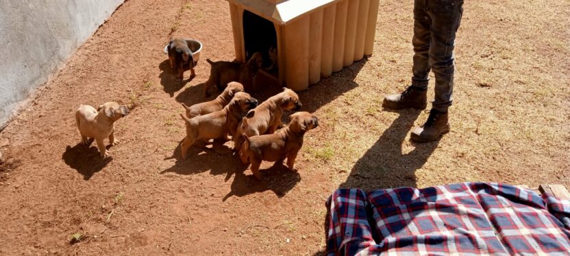 Pedigree Boerboel Puppies for sale