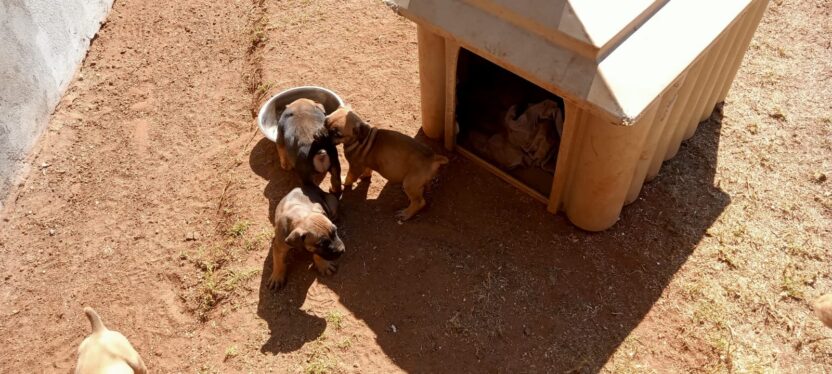 Pedigree Boerboel Puppies for sale