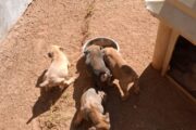 Pedigree Boerboel Puppies for sale