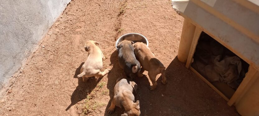 Pedigree Boerboel Puppies for sale