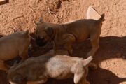 Pedigree Boerboel Puppies for sale