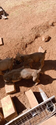 Pedigree Boerboel Puppies for sale