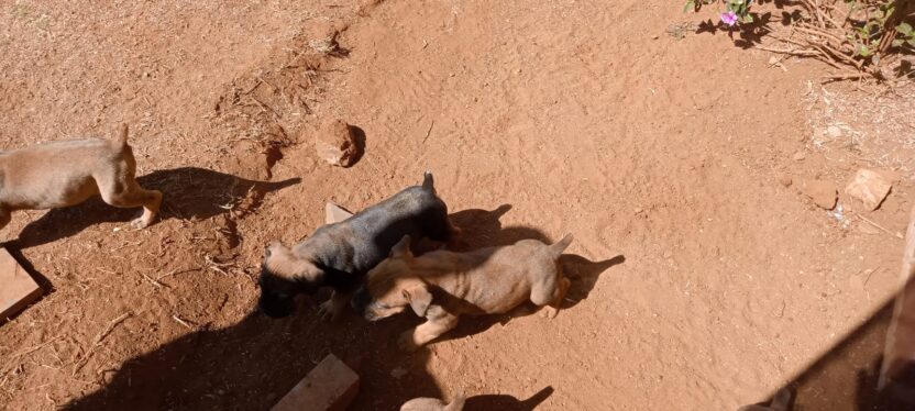 Pedigree Boerboel Puppies for sale