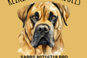 Pedigree Boerboel Puppies for sale