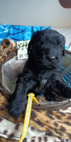 Giant Schnauzer puppies for sale