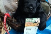 Giant Schnauzer puppies for sale