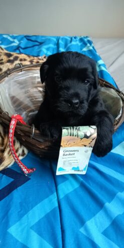 Giant Schnauzer puppies for sale