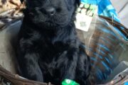 Giant Schnauzer puppies for sale