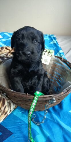 Giant Schnauzer puppies for sale